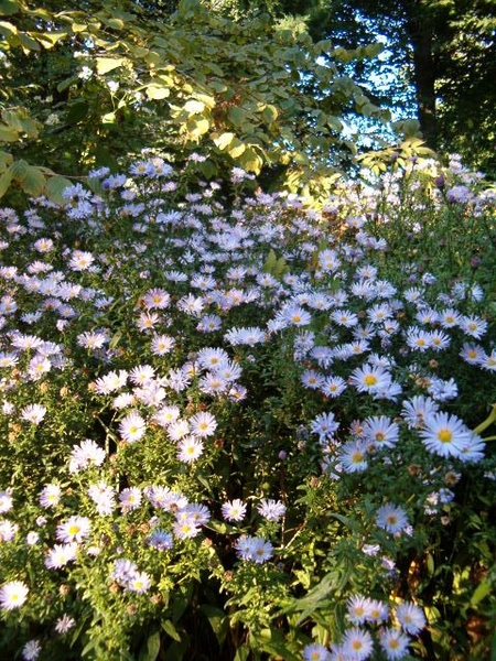 Symphyotrichum novi-belgii