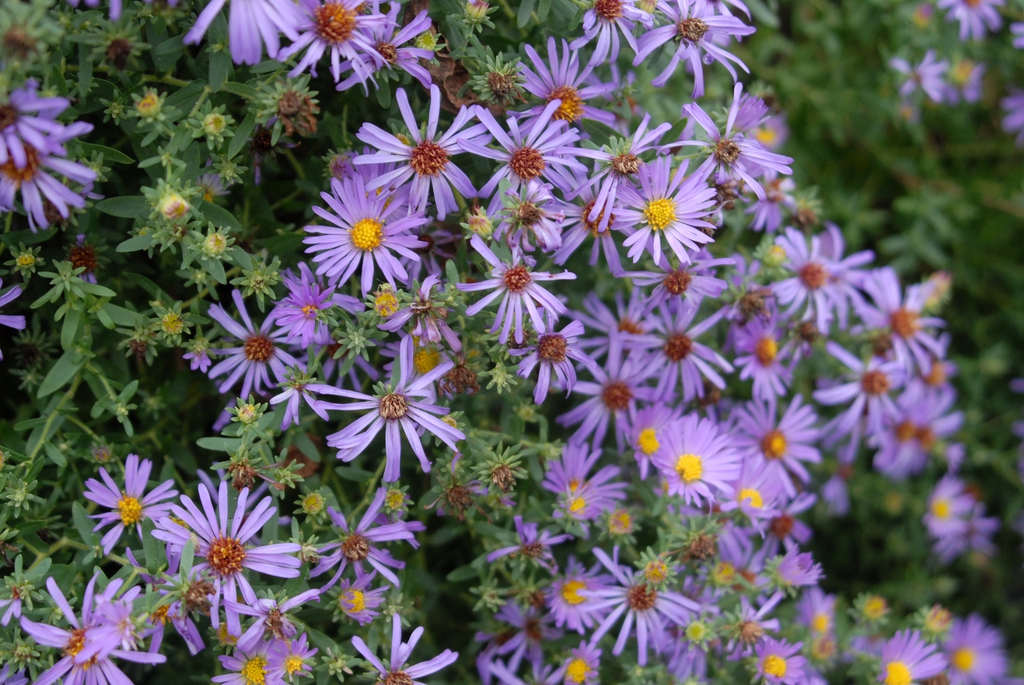 'Fannys' Flower and Leaf