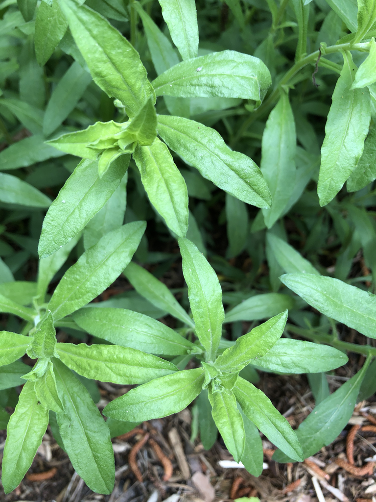 Symphyotrichum oblongifolium