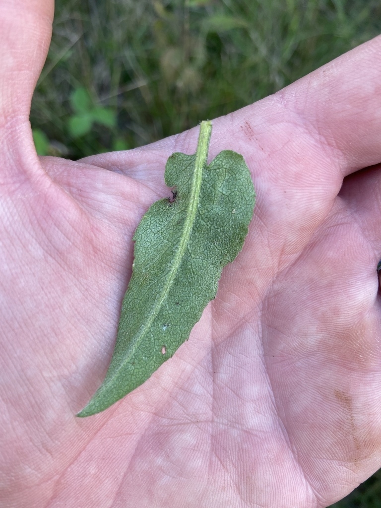 Underside of leaf