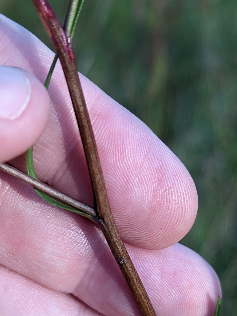 Reddish stem