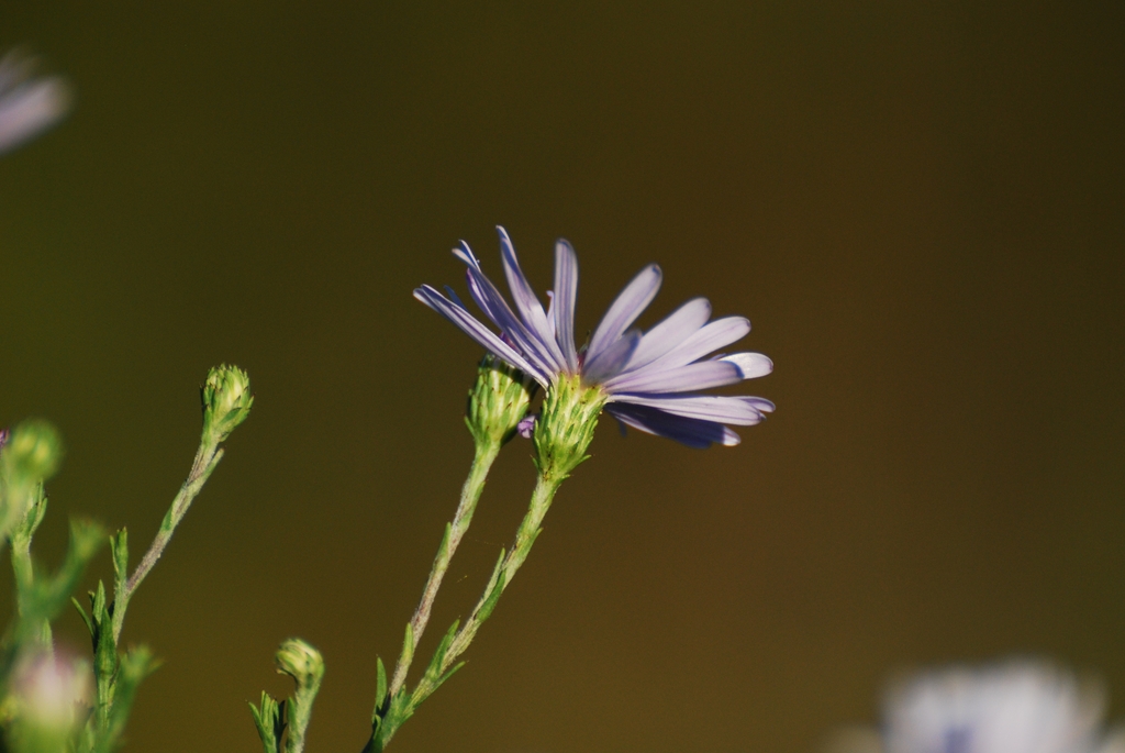Side view of flower