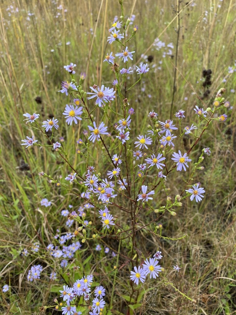 Form in bloom