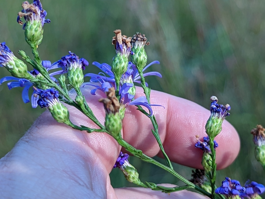 Fruits forming in Sept