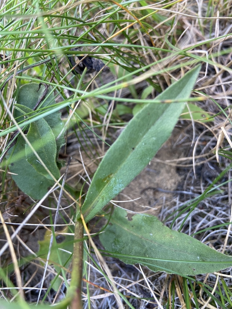 Leaves