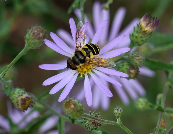 Symphyotrichum patens