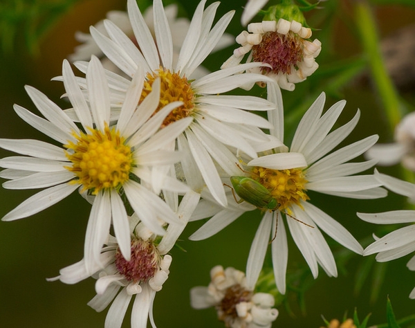Symphyotrichum pilosum