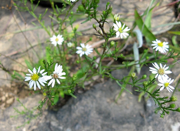 In a rocky garden.