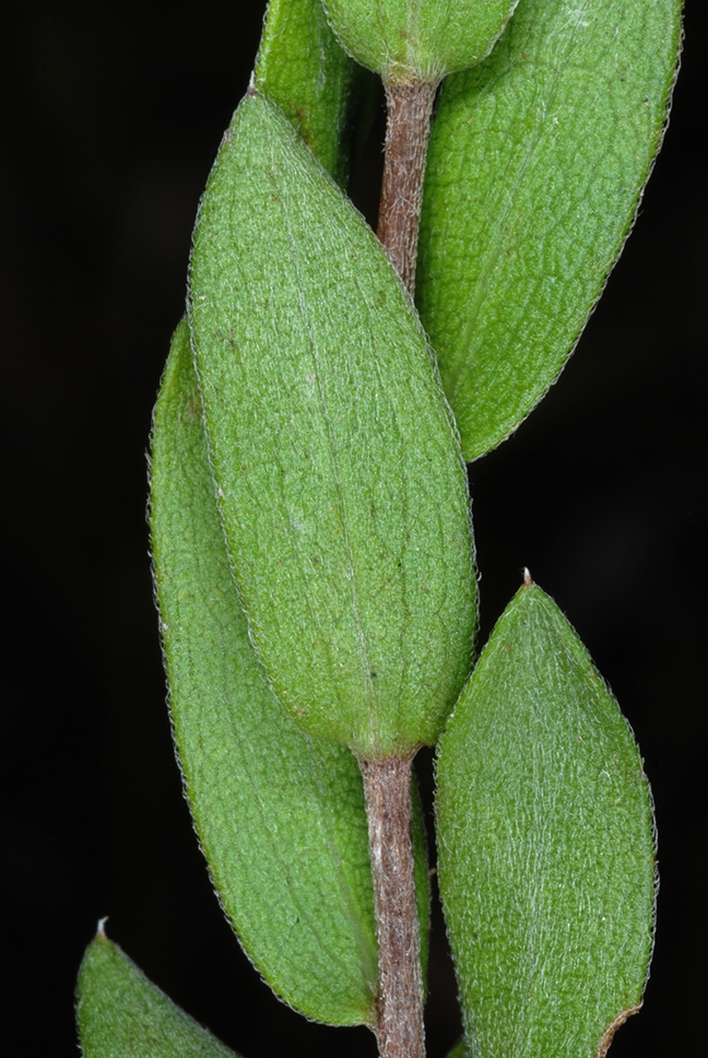 Stem and leaves with hairs (Sumter County, US-AL)-Mid Fall