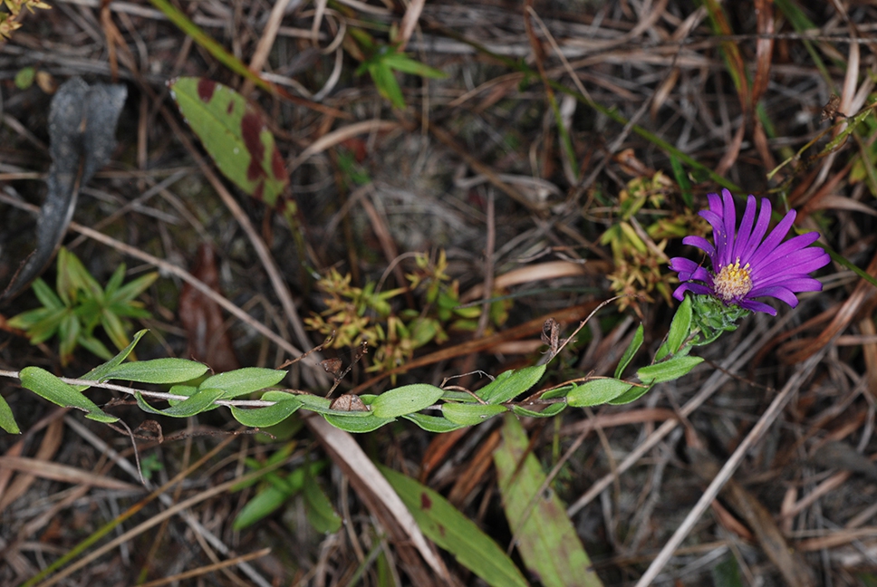 Stem, leaves, flower (Sumter County, US-AL)-Mid Fall