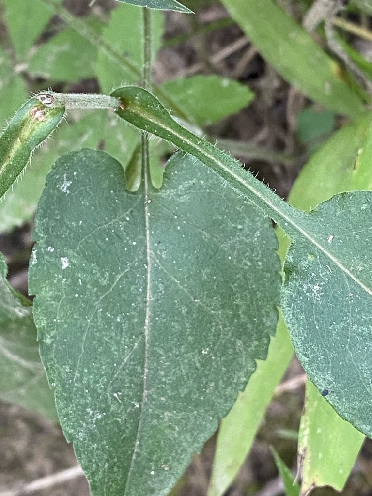 Winged stem and leaf