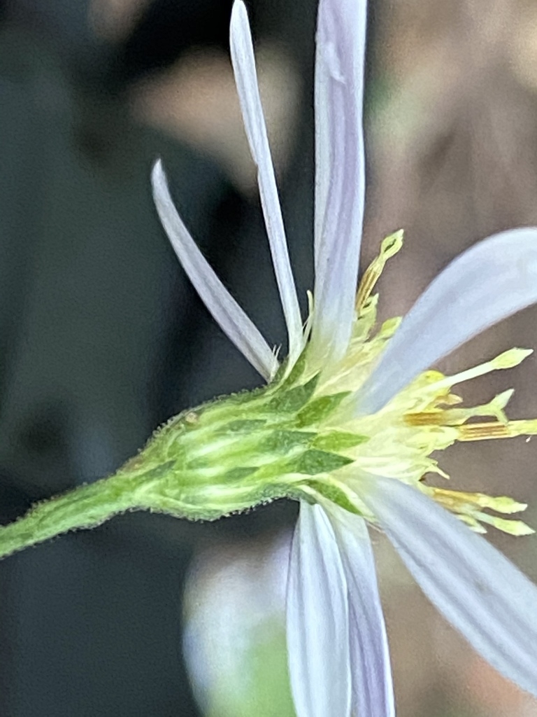 Side view of flower