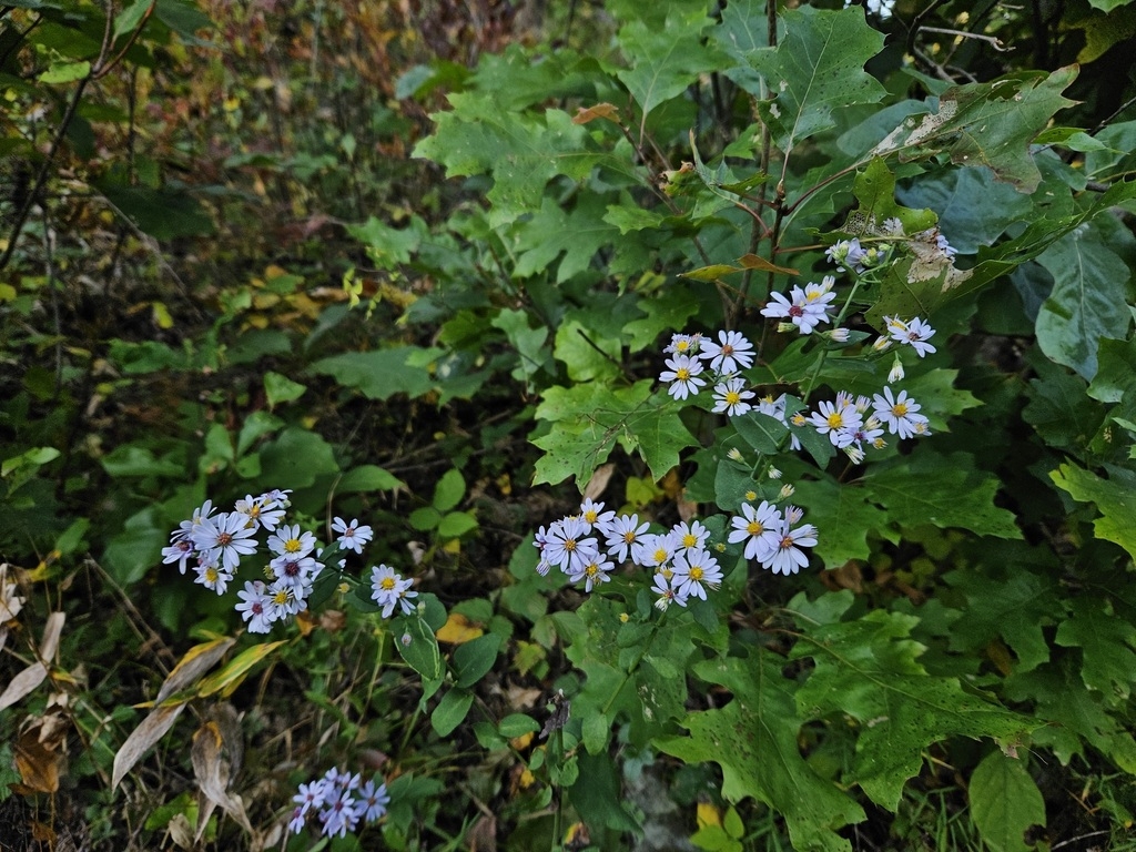Form