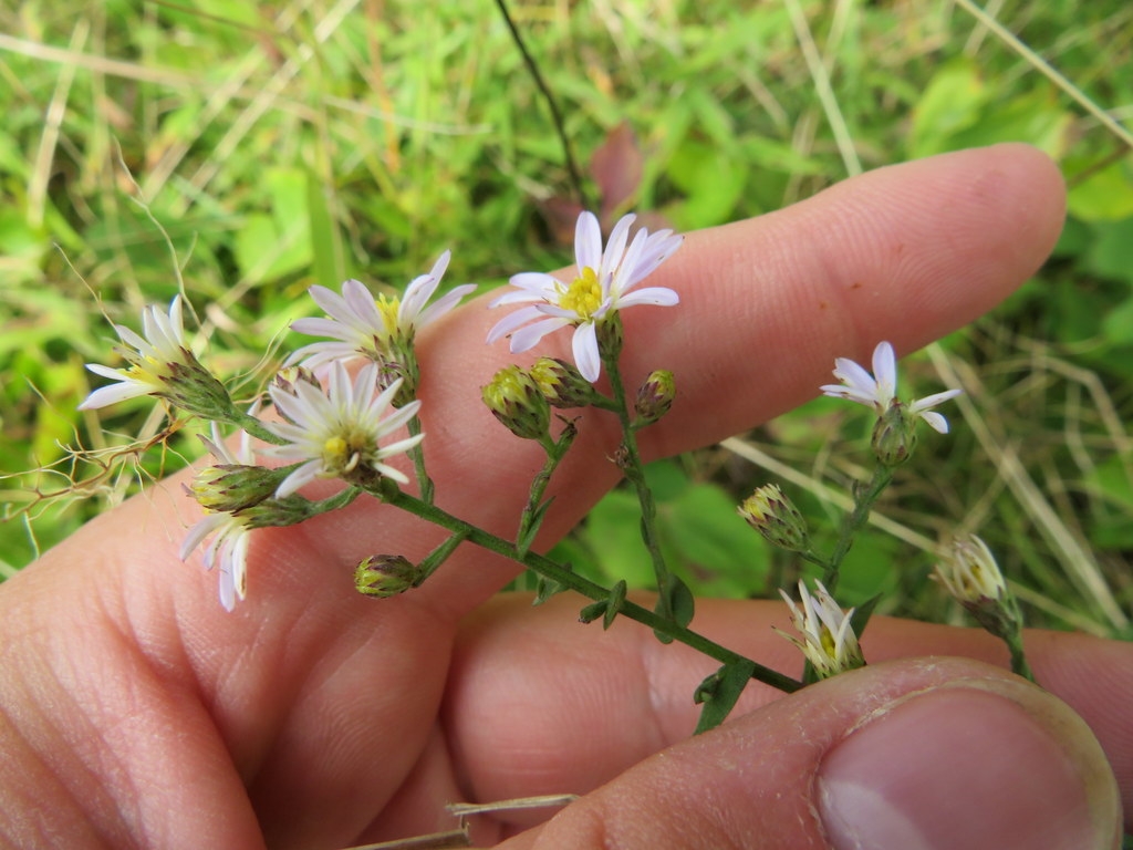 White flowers