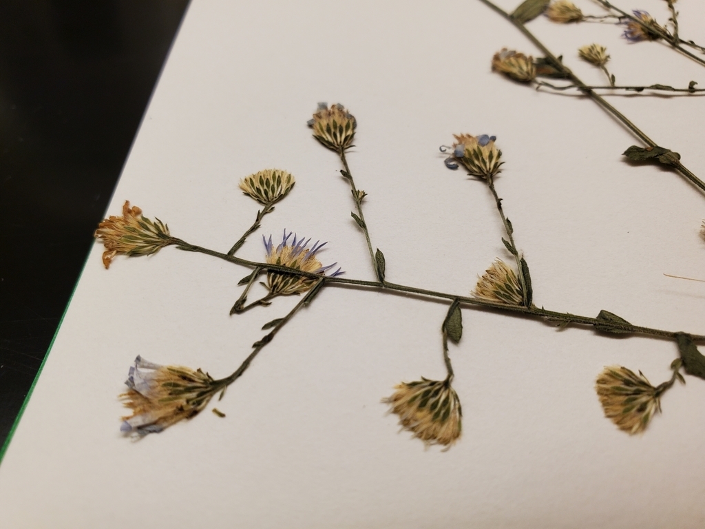 Achenes forming