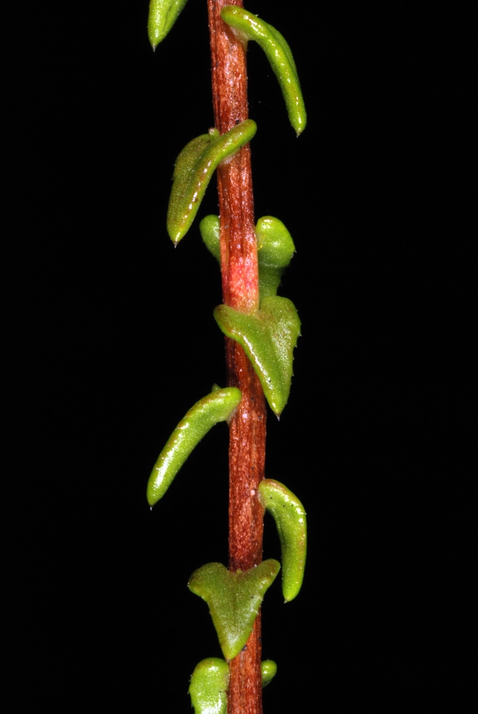 Stem