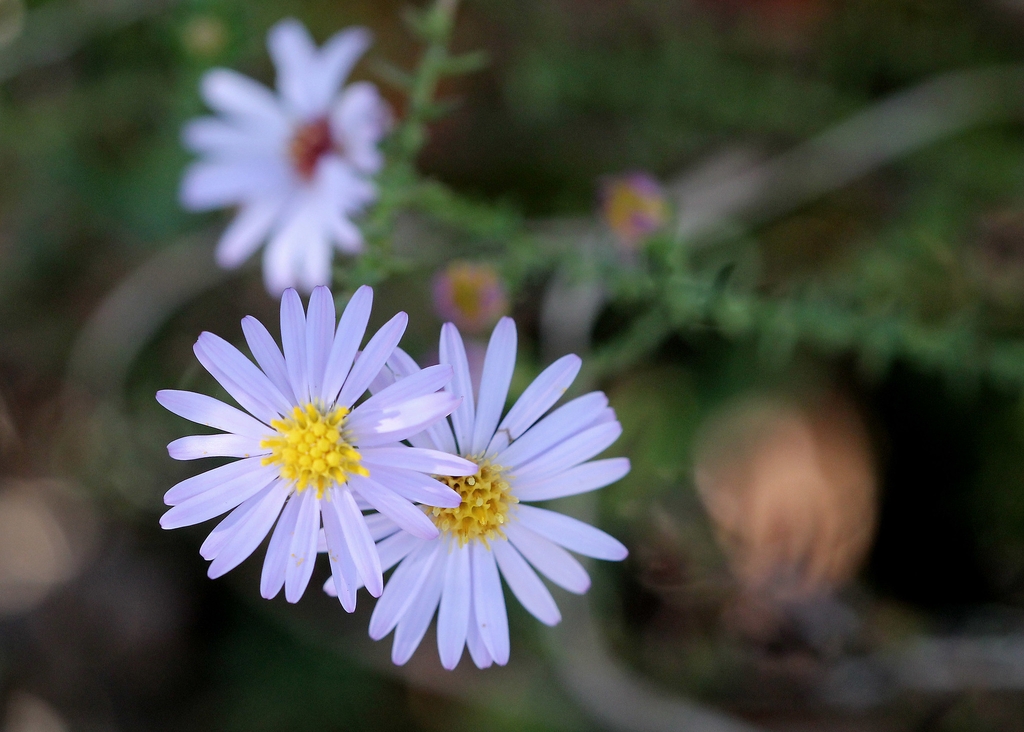 Flower detail