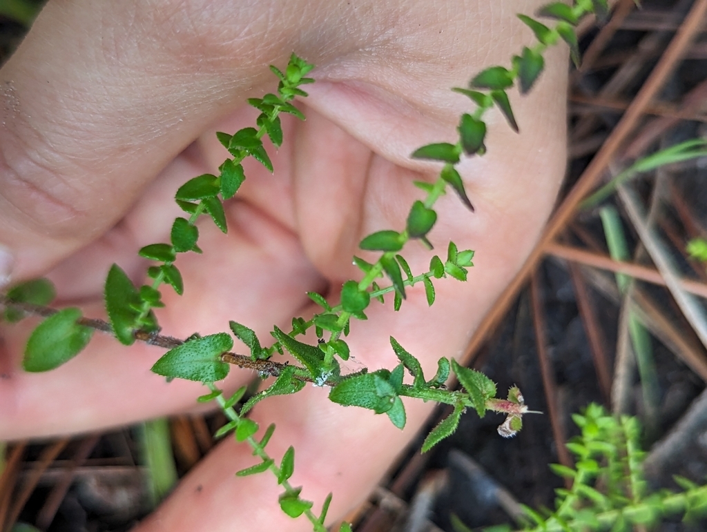 Leaves