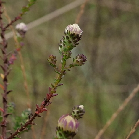 Flower buds