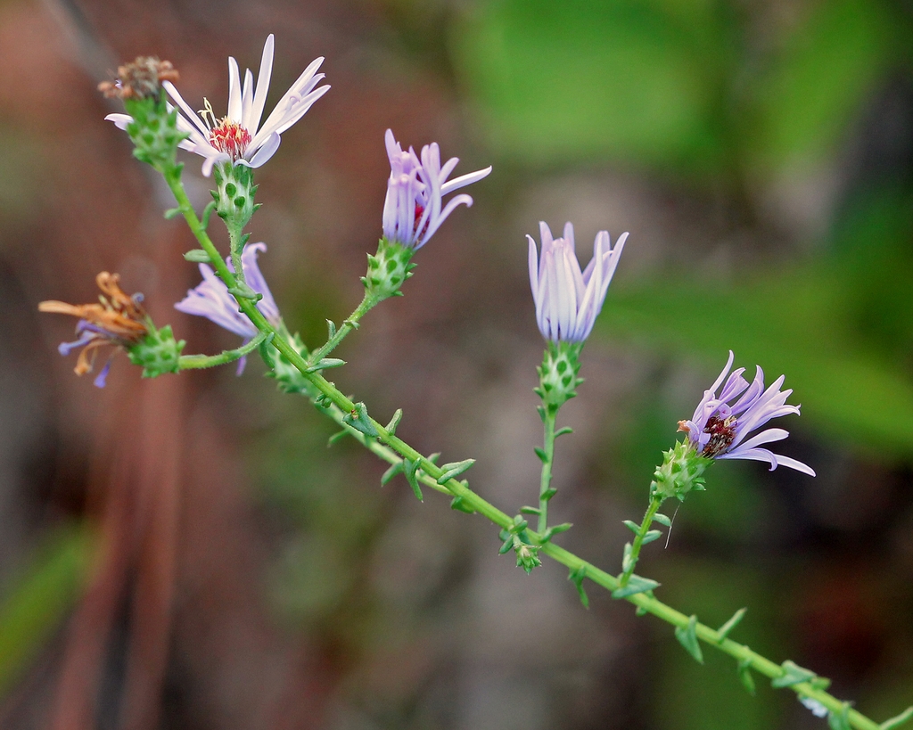 Stem and side view of flowers