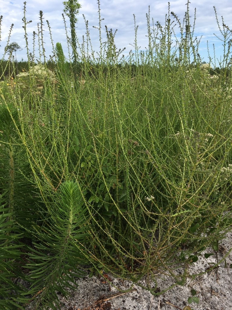 Form