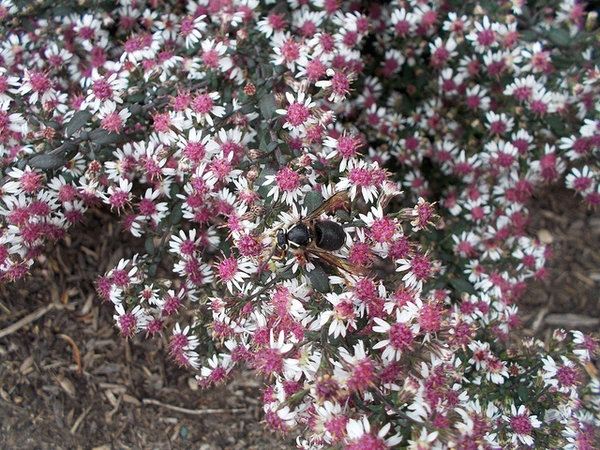 Plant with many white flowers