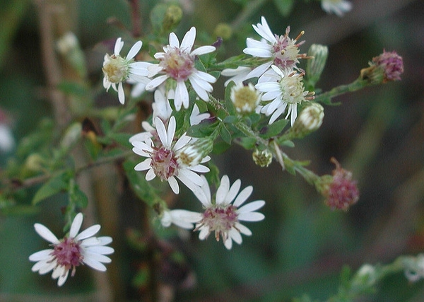 White rays surrounding the center disc flowers