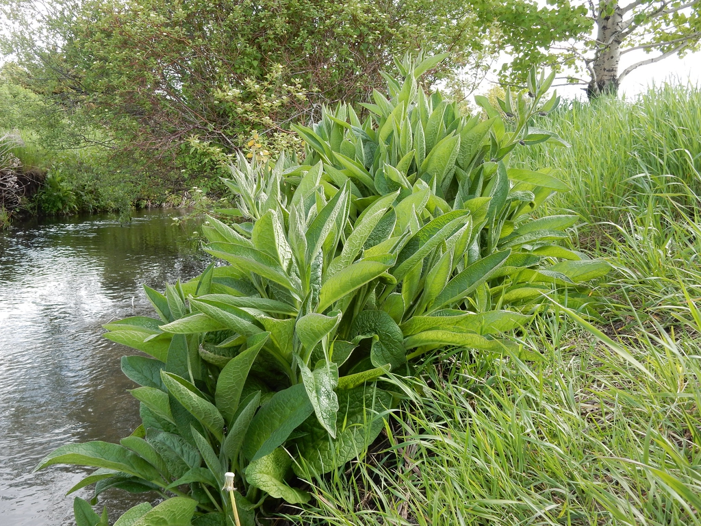 Symphytum officinale