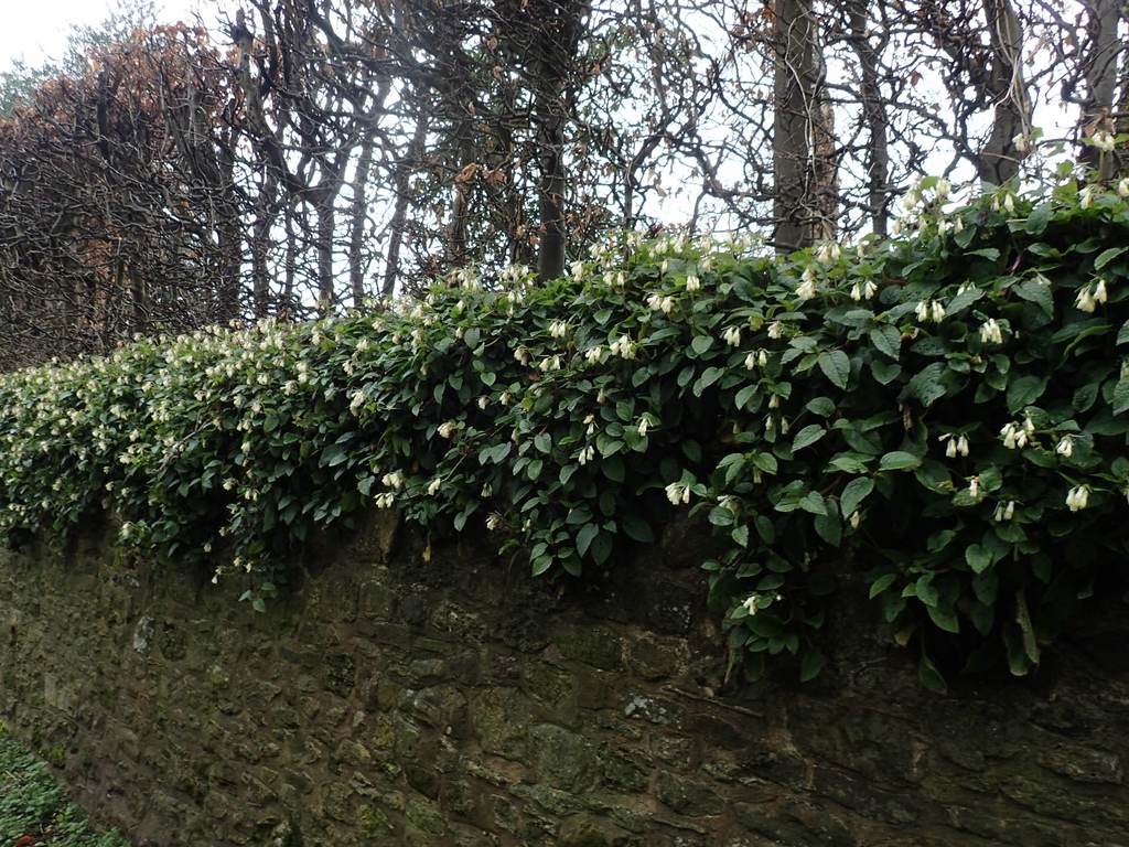 Symphytum grandiflorus