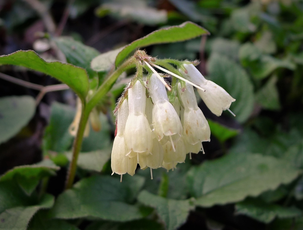Symphytum grandiflorus