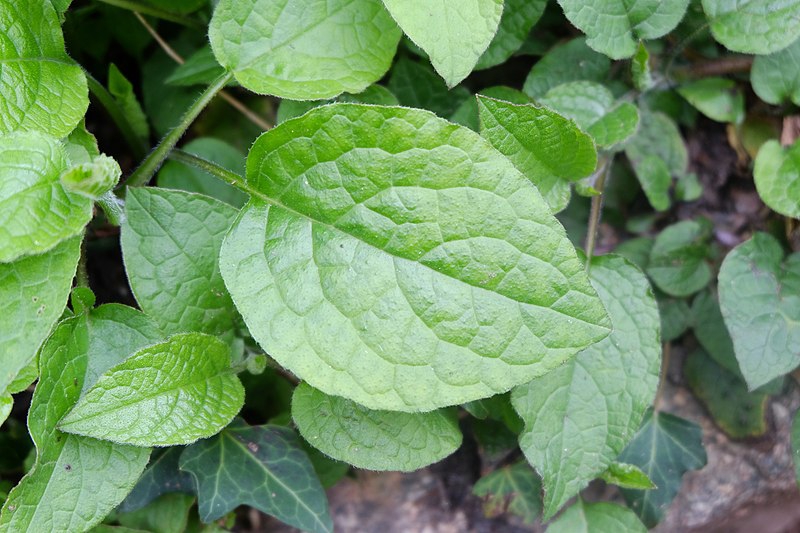 Symphytum grandiflorus