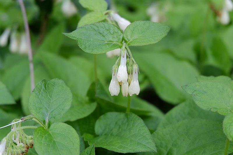 Symphytum grandiflorus