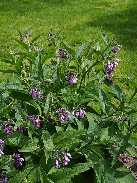 Symphytum grandiflorus