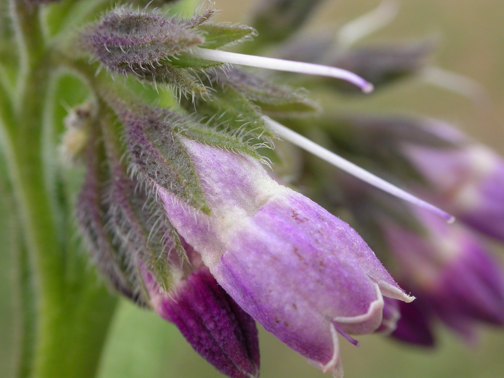 Symphytum officinale