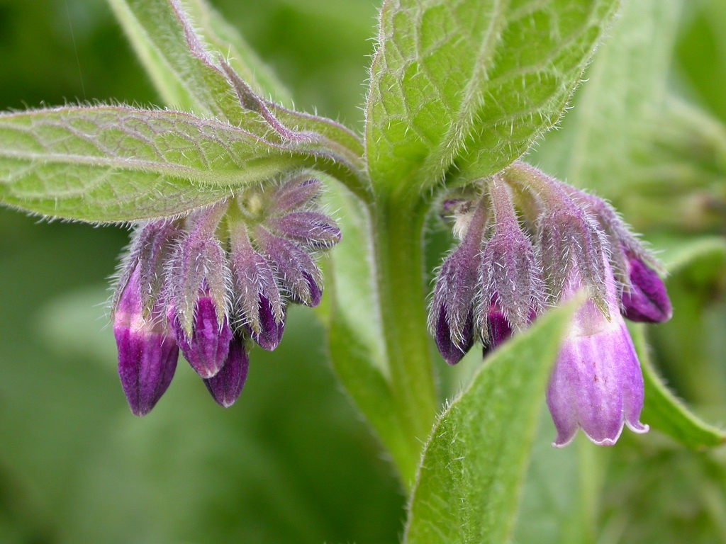 Symphytum officinale