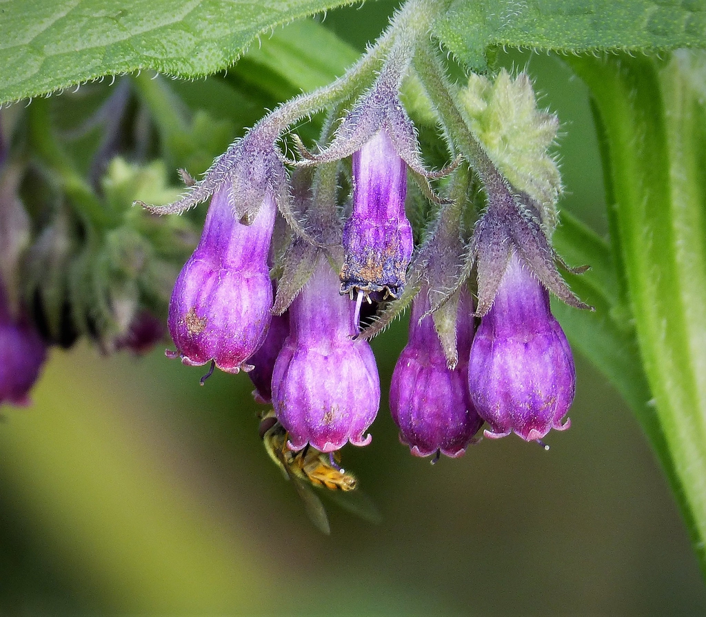 Symphytum officinale