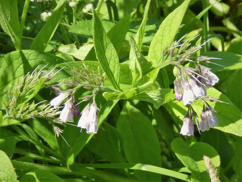 Symphytum officinale