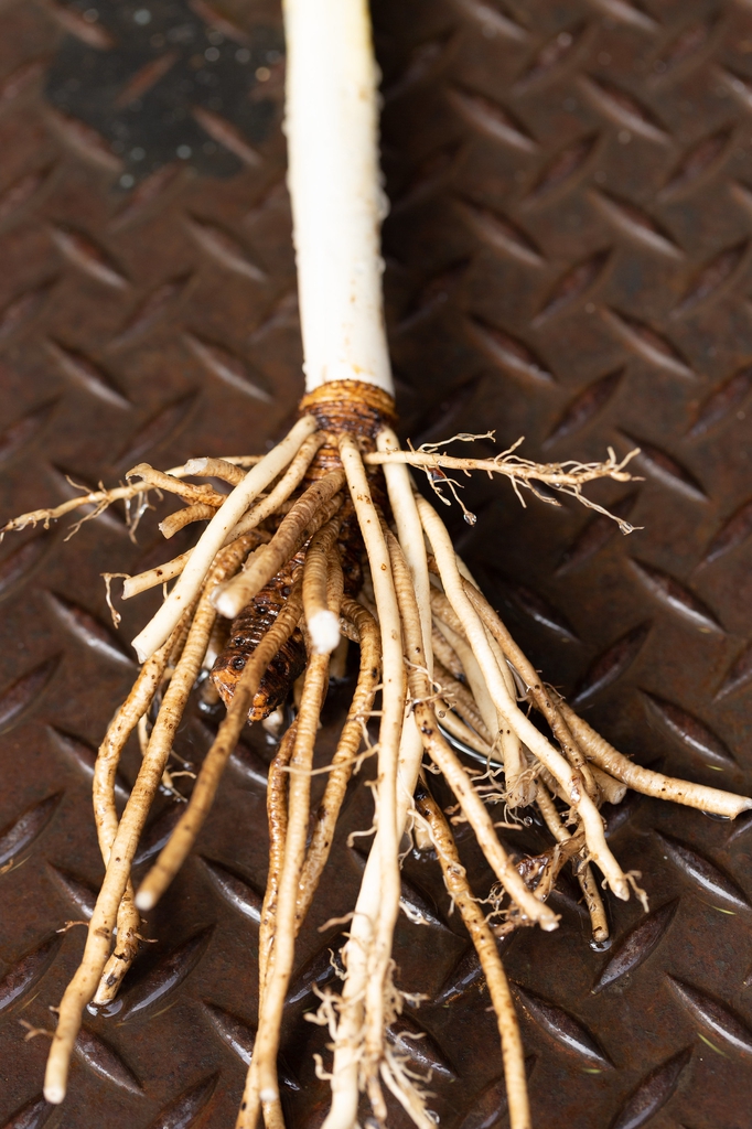 Symplocarpus foetidus