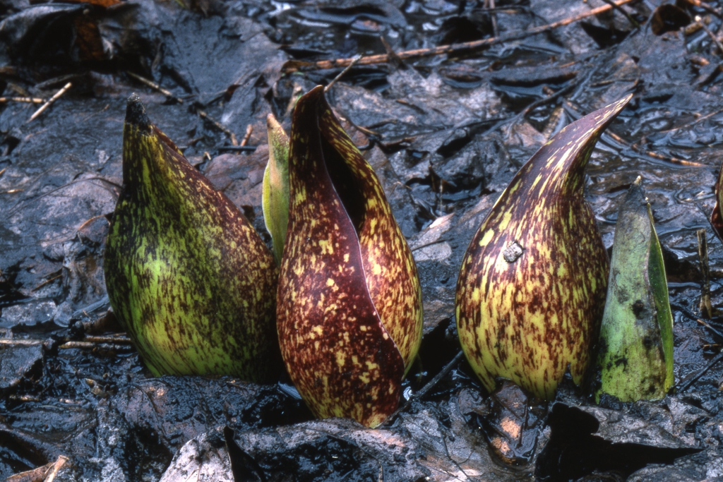 Symplocarpus foetidus
