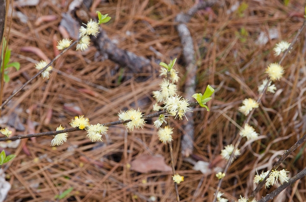 Bare stems (leaves just emerging) with axillary stamen flowers.