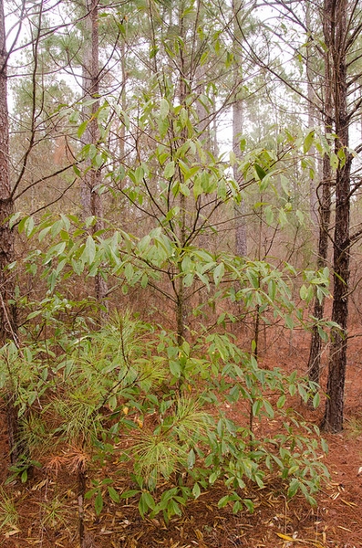 Sparsely branched shrub with elliptical leaves.
