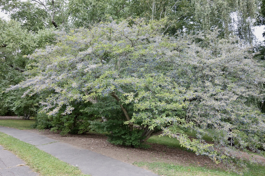 Symplocos paniculata