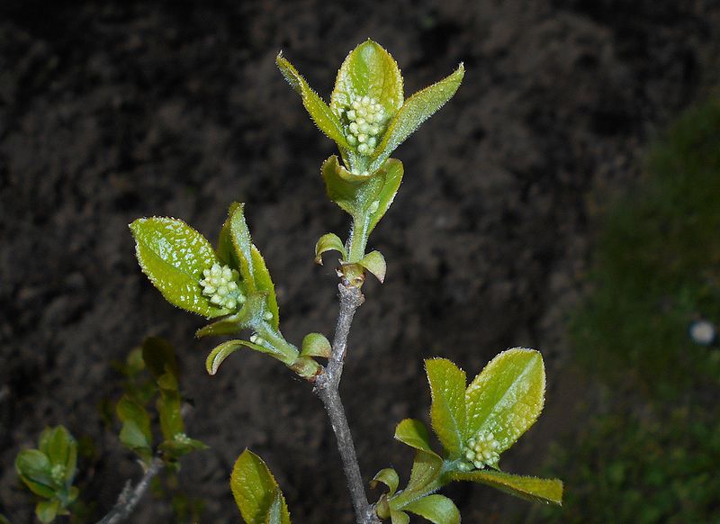 Symplocos paniculata