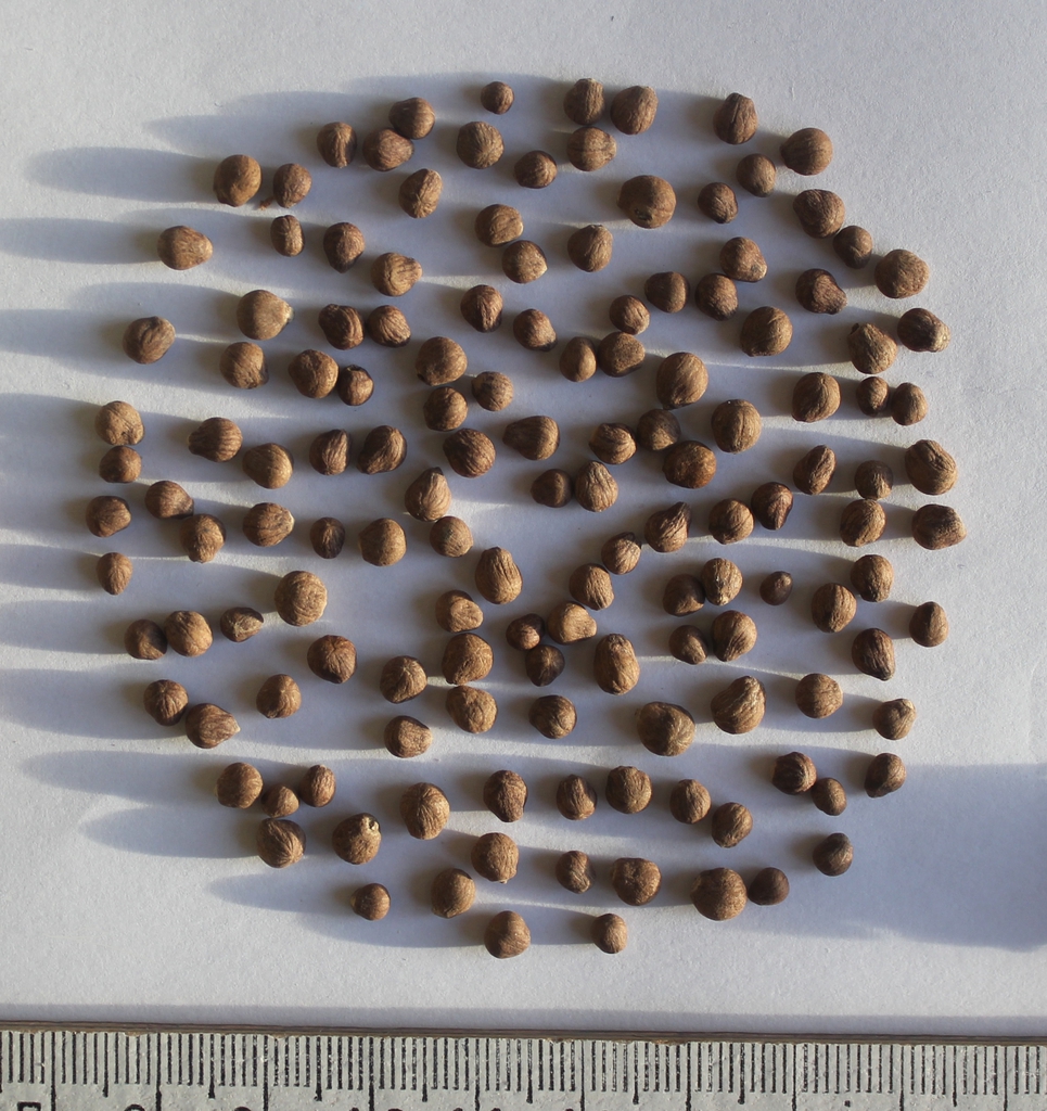 Symplocos paniculata