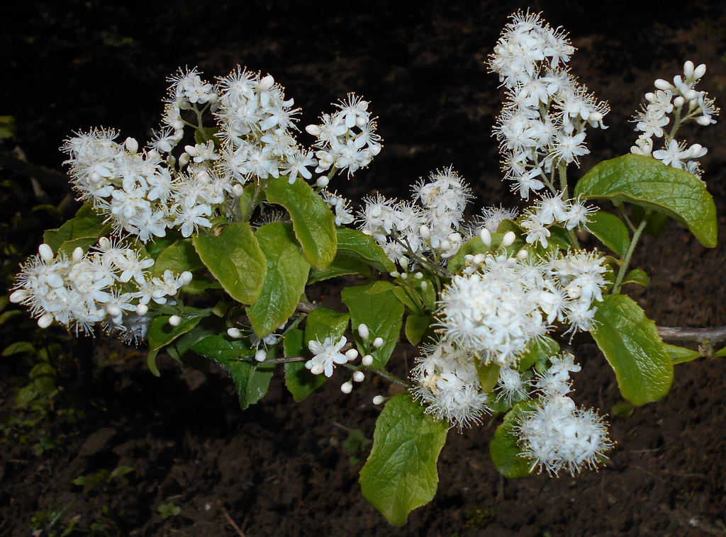 Symplocos paniculata
