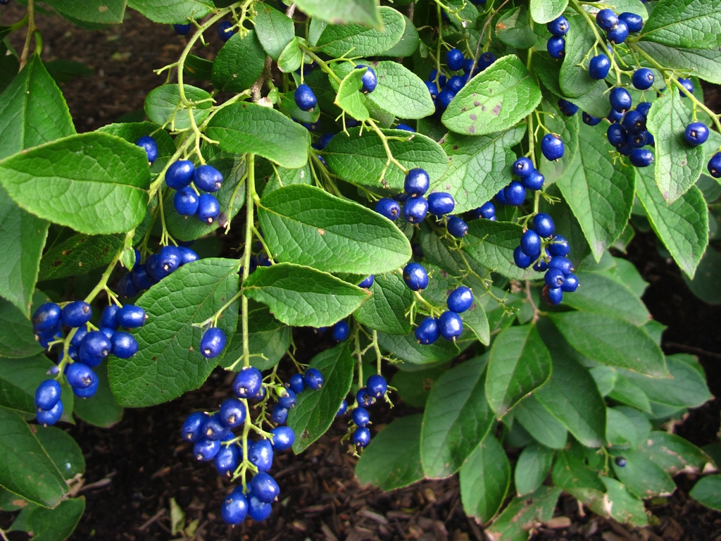 Symplocos paniculata