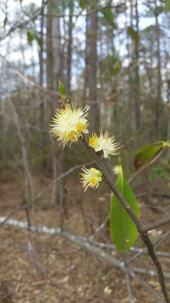 Close-up on mostly bare stem with axillary stamen flowers.