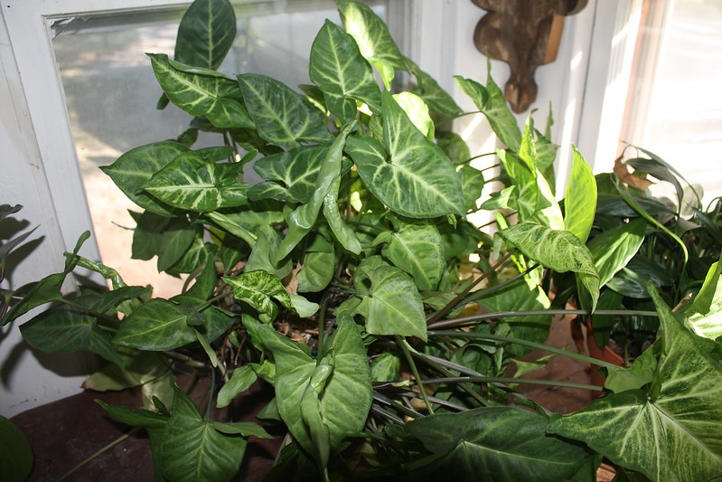 Foliage plant with arrowhead-shaped, variegated leaves.