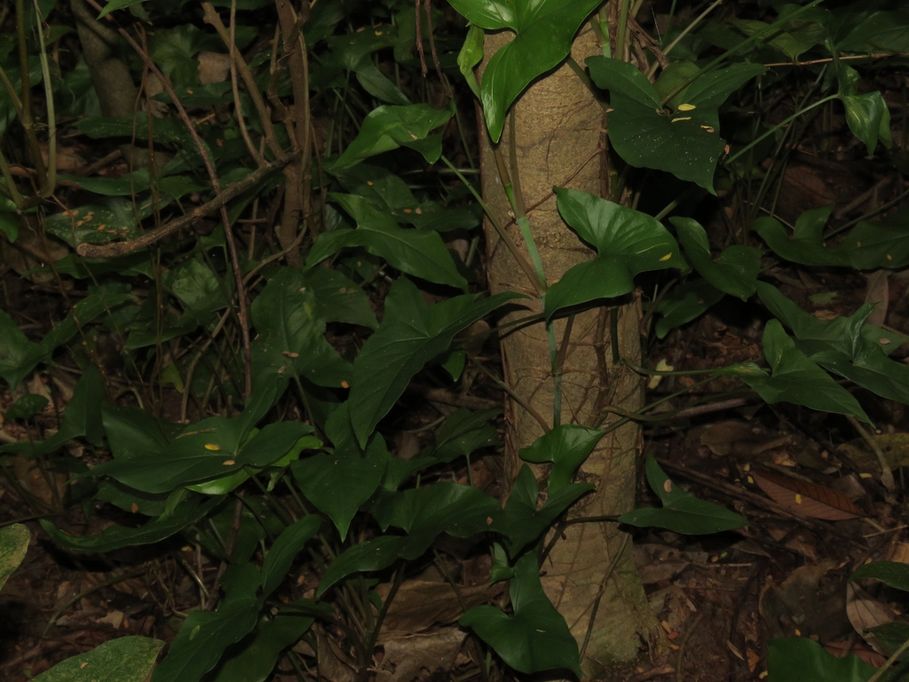 Syngonium podophyllum