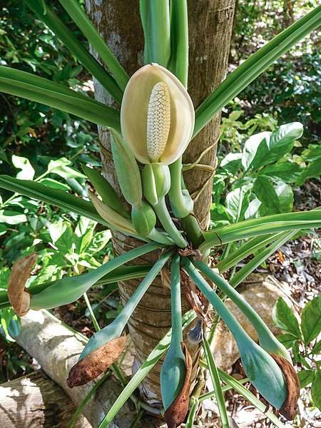 Syngonium podophyllum